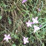 Campanula patulaBlomst