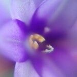 Monochoria vaginalis Kwiat