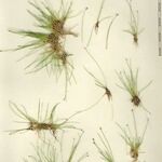 Eleocharis acicularis অভ্যাস