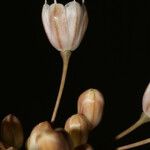 Allium pallens Flower