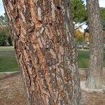 Pinus pinea Bark