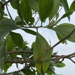 Acacia mangium Leaf