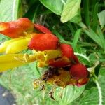 Sanchezia speciosa Blomst