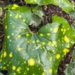 Farfugium japonicum Folha