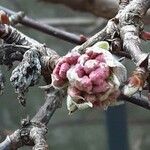 Viburnum × bodnantense Flor