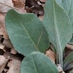 Senecio provincialis Leaf