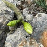 Echinopsis huascha Hoja