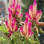 Celosia argentea Maua
