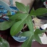 Philodendron panduriforme 葉