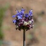 Salvia columbariae Flower