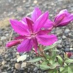 Chamerion latifolium Flower