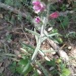 Echium albicans Hoja