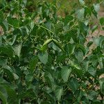 Cionura erecta Ffrwyth