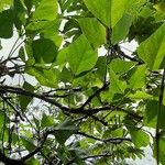 Erythrina amazonica Yaprak