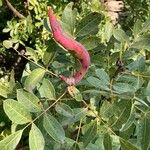 Pistacia terebinthus Flower