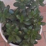 Crassula ovata পাতা