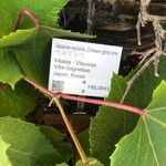 Vitis coignetiae পাতা