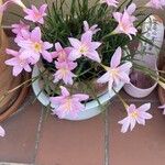 Zephyranthes robusta 花