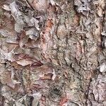 Betula davurica Bark