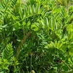 Astragalus cicer Habitus