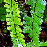 Adiantum caudatum পাতা