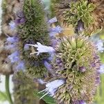 Agastache rugosa Fula