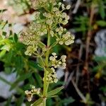 Galium boreale Corteza