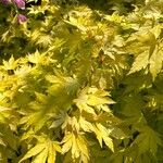 Acer japonicumLeaf