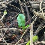 Arum maculatum Hábitos