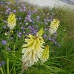 Kniphofia × praecox Flower