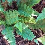 Dryopteris carthusiana برگ