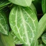 Dischidia ovata Leaf