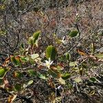 Amelanchier utahensis Leaf