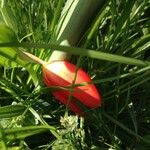 Tulipa agenensis Kwiat