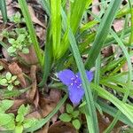 Tradescantia virginiana花