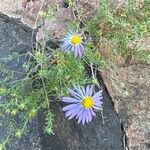 Machaeranthera tanacetifolia Flor