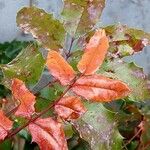 Berberis repens পাতা