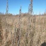 Artemisia frigida Blad