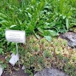 Sempervivum calcareum Leaf