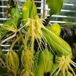 Bulbophyllum vaginatum ফুল
