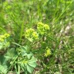 Alchemilla monticola Blüte
