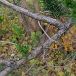 Juniperus virginiana Rhisgl