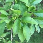 Ilex decidua Іншае