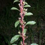 Amaranthus torreyi Květ