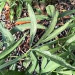 Coreopsis tripteris Листок