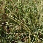 Digitaria sanguinalis Blomst