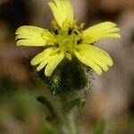 Madia gracilis Flor
