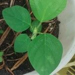 Desmodium tortuosum Yaprak