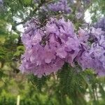 Jacaranda mimosifoliaFlower