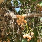 Cordia myxa Fruit